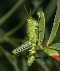 Campylacantha olivacea