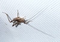 Ceuthophilus unidentified species