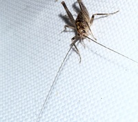 Ceuthophilus unidentified species