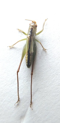 Conocephalus unidentified species