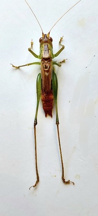 Conocephalus brevipennis