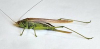 Conocephalus fasciatus