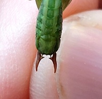 Conocephalus strictus