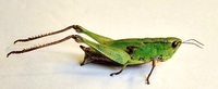 Dichromorpha viridis