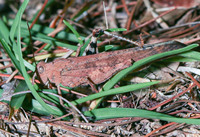 Dissosteira carolina