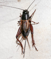 Gryllus fultoni