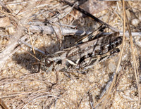 Melanoplus bispinosus