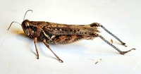 Melanoplus bispinosus