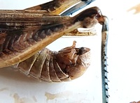 Melanoplus bispinosus