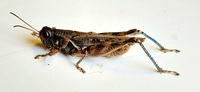 Melanoplus bispinosus