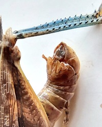 Melanoplus bispinosus