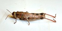 Melanoplus coreyi