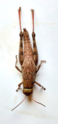 Melanoplus coreyi