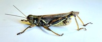 Melanoplus differentialis