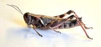 Melanoplus keeleri keeleri