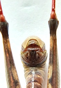 Melanoplus femurrubrum