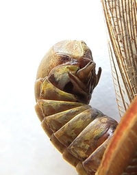 Melanoplus femurrubrum