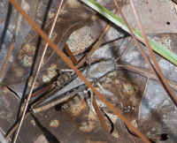 Melanoplus impudicus