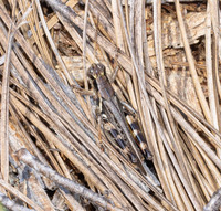 Melanoplus keeleri keeleri