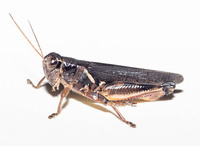 Melanoplus keeleri keeleri