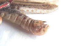 Melanoplus keeleri keeleri