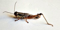 Melanoplus nubilus