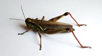 Melanoplus femurrubrum