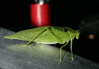 Microcentrum retinerve