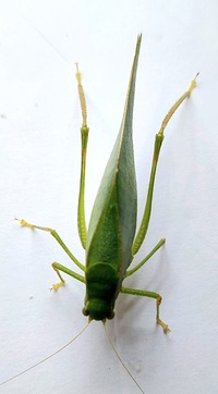 Microcentrum retinerve