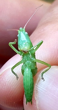 Neoconocephalus retusus