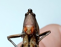 Neoconocephalus retusus