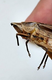 Neoconocephalus retusus