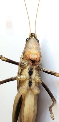 Neoconocephalus triops