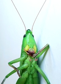 Neoconocephalus triops
