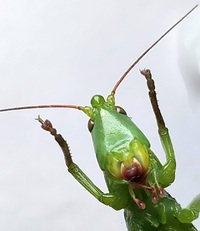 Neoconocephalus triops