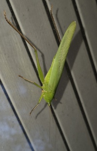 Neoconocephalus triops