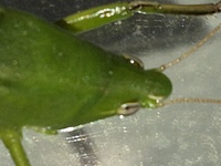 Neoconocephalus triops