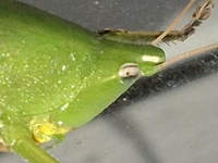 Neoconocephalus triops