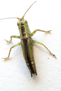 Odontoxiphidium apterum