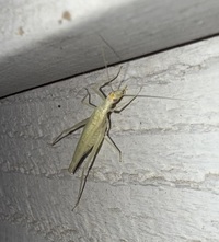 Oecanthus unidentified species