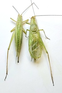 Oecanthus unidentified species
