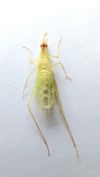 Oecanthus exclamationis