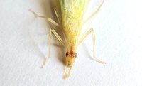Oecanthus exclamationis