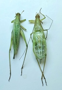 Oecanthus celerinictus