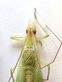 Oecanthus celerinictus