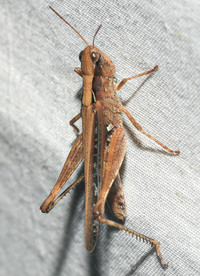 Orphulella pelidna