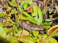 Schistocerca alutacea