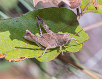 Schistocerca damnifica