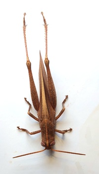 Schistocerca damnifica