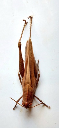 Schistocerca damnifica